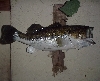 Largemouth Bass Taxidermy At Wild Things Taxidermy