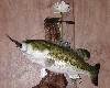Largemouth Bass Taxidermy At Wild Things Taxidermy