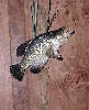 Black Crappie Taxidermy At Wild Things Taxidermy