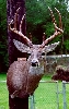 Whitetail Deer Taxidermy At Wild Things Taxidermy
