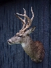 Whitetail Deer Taxidermy At Wild Things Taxidermy