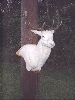 Albino Fallow Taxidermy At Wild Things Taxidermy